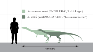 Sarcosaurus Size Comparison