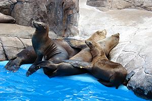 Seals-SeaWorld-SanAntonio-5292