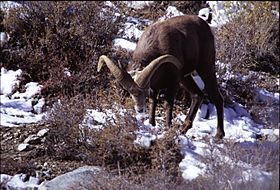 Sierra Nevada bighorn ram eating snow