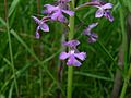 Small purple fringed orchid (Whitefish I) 3