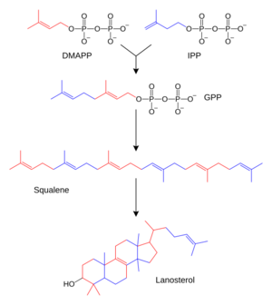 Sterol synthesis