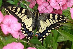 Swallowtail Butterfly RSPB Strumpshaw Fen Norfolk - geograph.org.uk - 599384