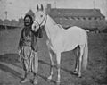 Syrian man with Arabian horse 1893