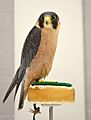 Taita Falcon at the World Center for Birds of Prey, Boise, Idaho, USA