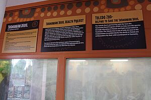 Tasmanian Devil Conservation Work