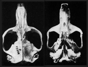 Thomomys bulbivorus skulls