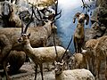 Tibetan antelope, stag, bighorn sheep in diorama taxidermy, Powell-Cotton Museum, Birchington Kent England