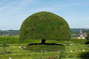 Topiary Château de Hautefort 10
