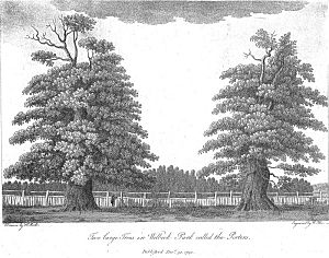 Trees called The Porters by Hayman Rooke 1790