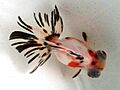 Tricolor bubble eyes goldfish.jpg