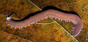 Velvet worm.jpg