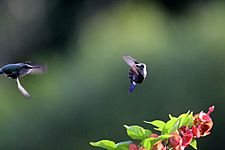 Vervain hummingbirds (Mellisuga minima) courting
