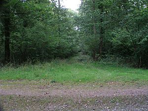 View of track leading into Upper Ifold Wood - geograph.org.uk - 249467.jpg