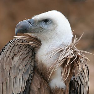 Vulture beak sideview A