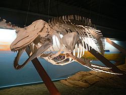 Walmuseum Húsavík - Skelett Grindwal