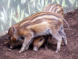 WartyPiglet
