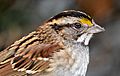 White-throated sparrow in CP close up (02081)