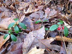 Wintergreenleavesandberries