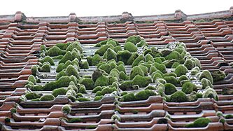 Zen little roof garden