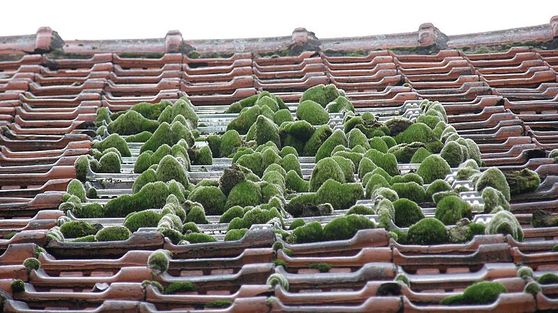 Zen little roof garden