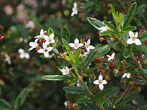 Zieria compacta (leaves, flowers and fruit).jpg