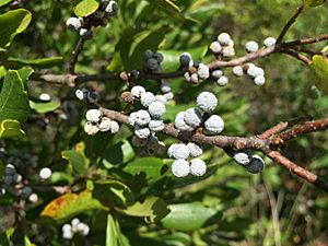 2017-09-04 12 37 41 Northern Bayberry fruit along the sand road leading to Barnegat Inlet within the Southern Natural Area of Island Beach State Park, in Berkeley Township, Ocean County, New Jersey