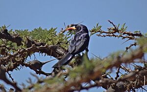 Abyssinian scimitarbill Kenya.jpg