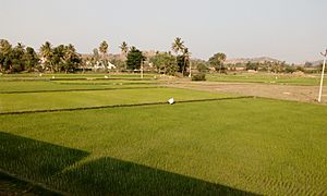 Agriculture near Chittor