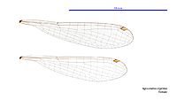 Agriocnemis argentea female wings (34017868623)