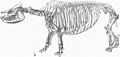 Aphelops