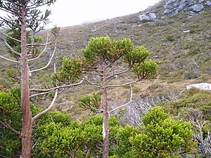 Athrotaxis selaginoides, Arthur Range, western Tasmania