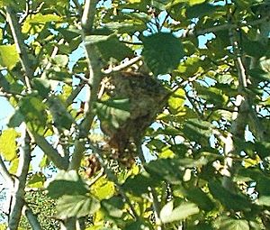 Aug 5 2006 goldfinch nest