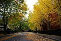 Autumn at The University of Melbourne