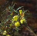 Banksia acanthopoda gnangarra 04 cropped