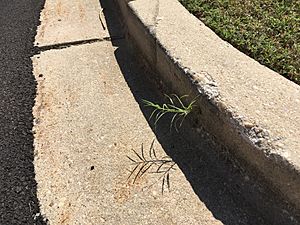 Bermuda Grass growing out of a curb