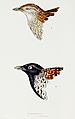 Black-breasted buttonquail (Turnix melanogaster) by John Gould