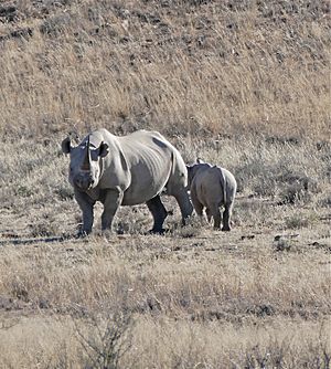 Black Rhinos (Diceros bicornis bicornis) female and young ... (32573821475)
