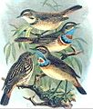 Bluethroatred