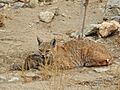 Bobcat, Western Malibu, Malibu, CA 90265, USA imported from iNaturalist photo 10533853