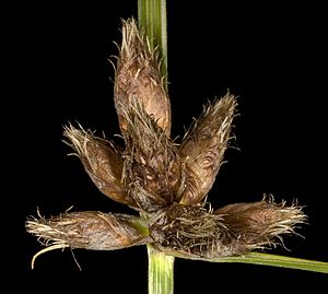 Bolboschoenus caldwellii - Flickr - Kevin Thiele.jpg
