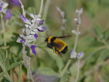 Bombus sonorus - 2019