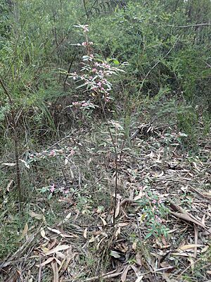 Boronia umbellata habit