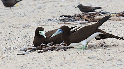 Brown Booby (Sula leucogaster) (30475761043)