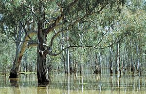 CSIRO ScienceImage 4471 Flooded Barmah forest river gums VIC