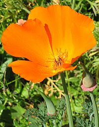 California Poppy closeup
