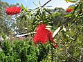 Callistemon 'Harkness'