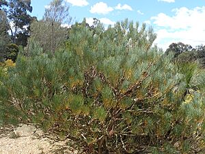 Calothamnus tuberosus habit (ANBG)