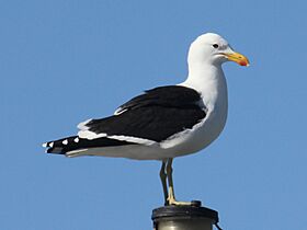 Cape Gull RWD