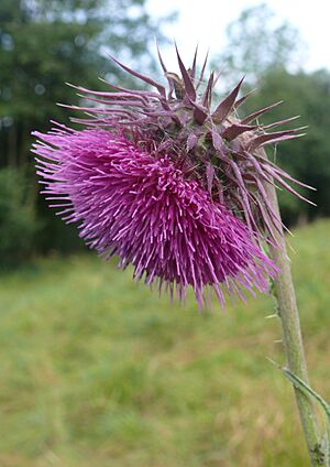 Carduus nutans 180807