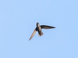 Chaetura chapmani Chapman's Swift; Ramal do Noca, Rio Branco, Acre, Brazil.jpg